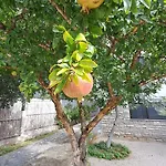 דירה Nar מורטר