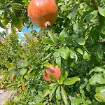Nar דירה *