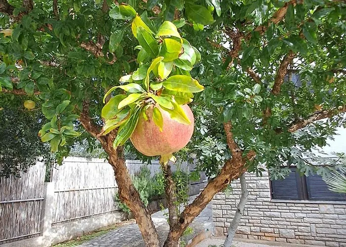 Appartamento Nar Murter